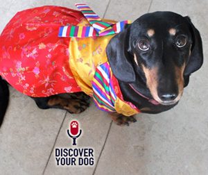 Ep 107 Halloween: Is It a Trick or a Treat for Your Dog?