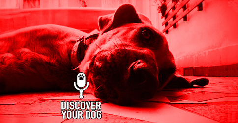 Discover Your Dog episode artwork 