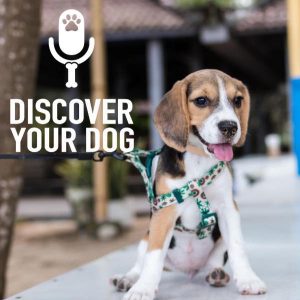 Ep 133 Leash Pulling Dog, Part 2: Live in the Now