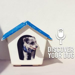 Ep 147 Dog House vs Dog Home