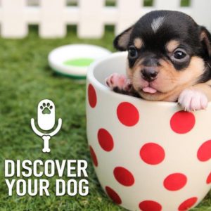 Ep 151 Bennie’s Guide to Naming Your Dog