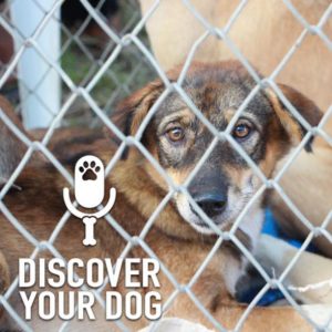 Ep 152 Decoding a Rescued Dog’s Past