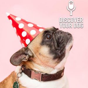 Ep 161 Three Years of Discover Your Dog