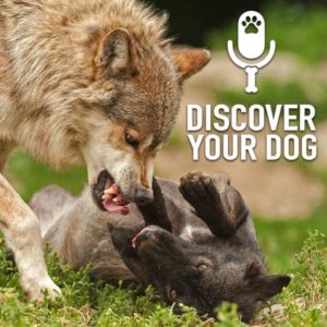 Ep 162 Dog Fights: What To Do