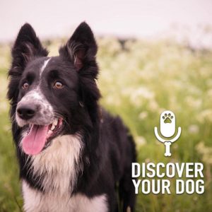 Ep 173 The Untrained Dog, Part 2: First Greeting