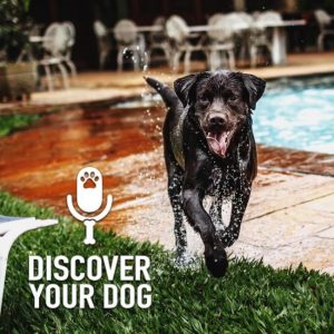 Ep 177 A Trainer’s Perspective – Dogs in Public Venues