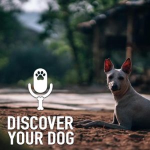 Ep 179 Stray Dog Strut