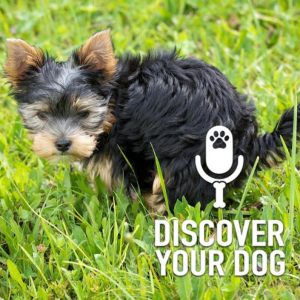 Ep 188 Five Steps to Potty Training Your Dog