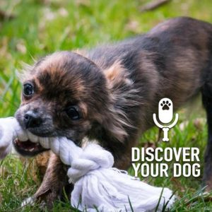 Ep 193 Five Ways to Stop Your Dog from Play-Biting