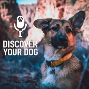 Ep 195 Top 10 Most Intelligent Dogs