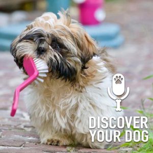 Ep 197 Dogs Chew Everything!