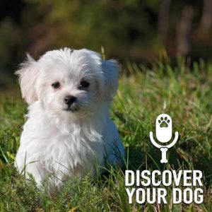Ep 204 How to Approach a Strange or New Dog