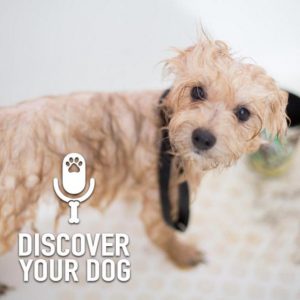 Ep 210 Dog Grooming Extraordinaires: Emily & Krishana