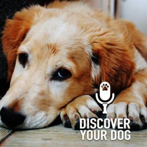 Ep 217 The Three Correction Rule in Dog Training