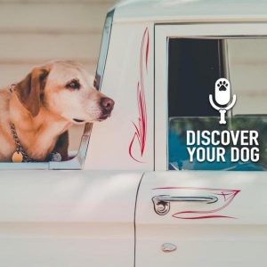 Travel with Your Dog