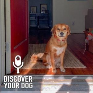 Disaster at the Door with Your Dog