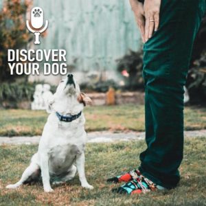 Retraining You to Retrain Your Dog