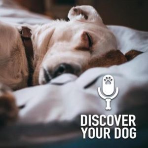 Discover Your Dog – Coming to an End